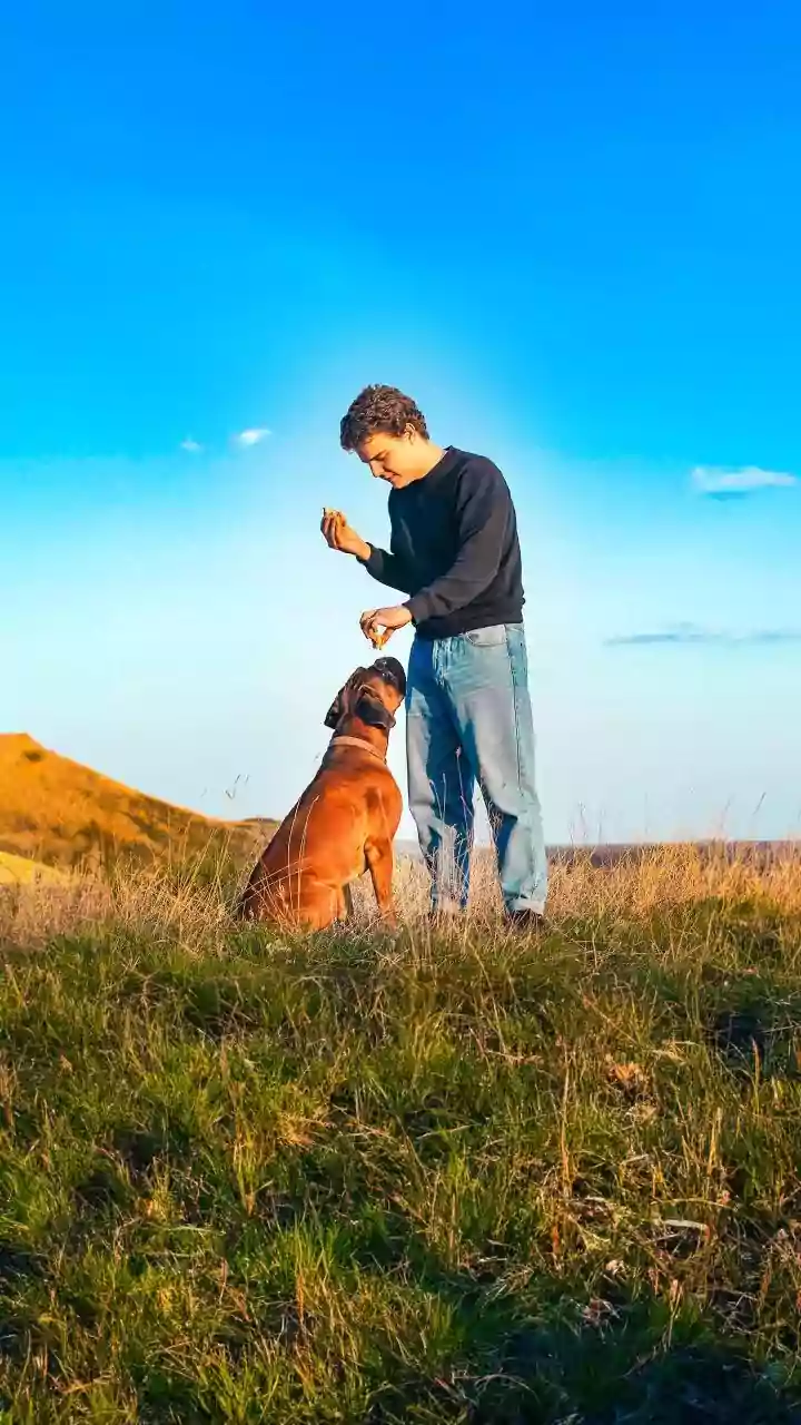 Keep Introductions Brief if the Pet Chooses to Approach