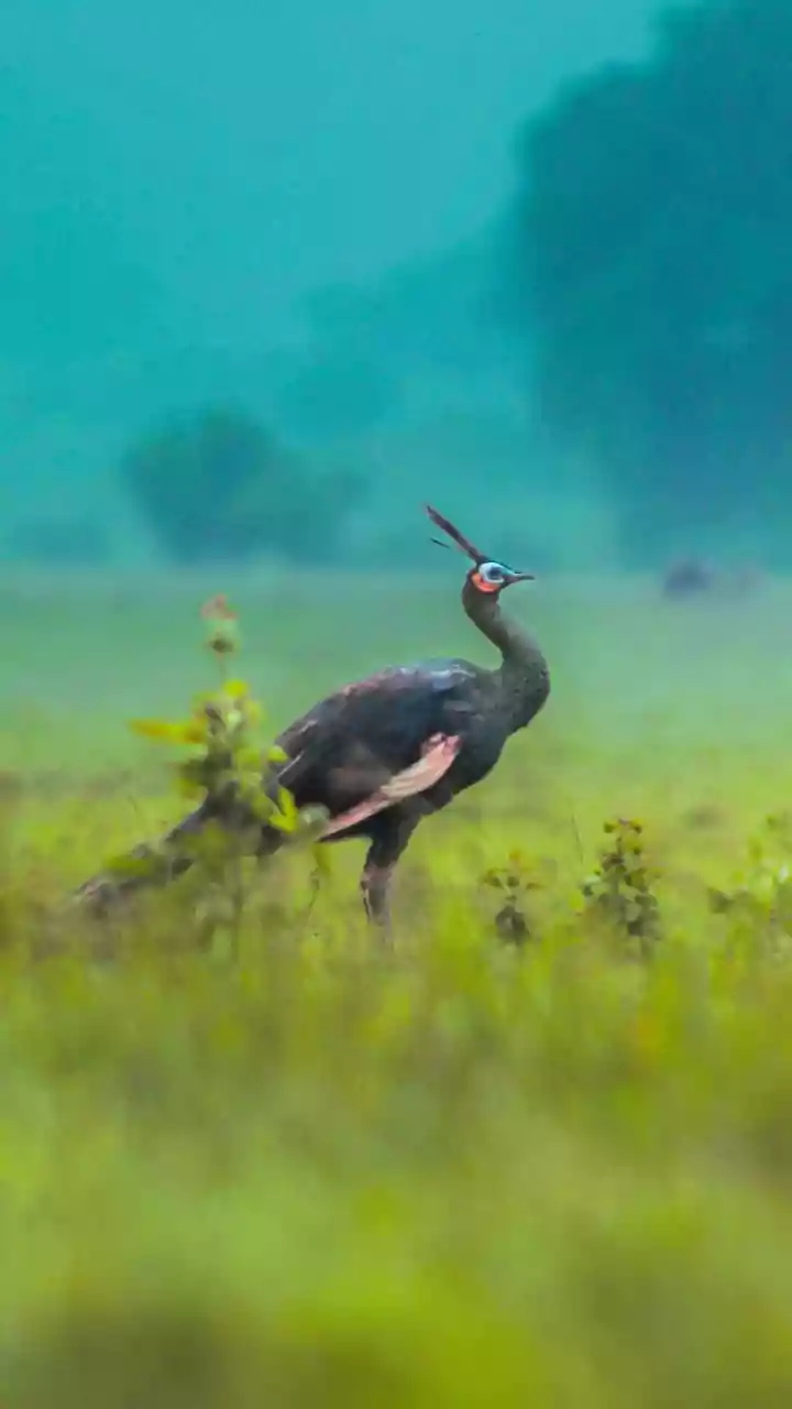 Why November Offers Excellent Forest Visibility Following The End Of Seasonal Monsoon Rains
