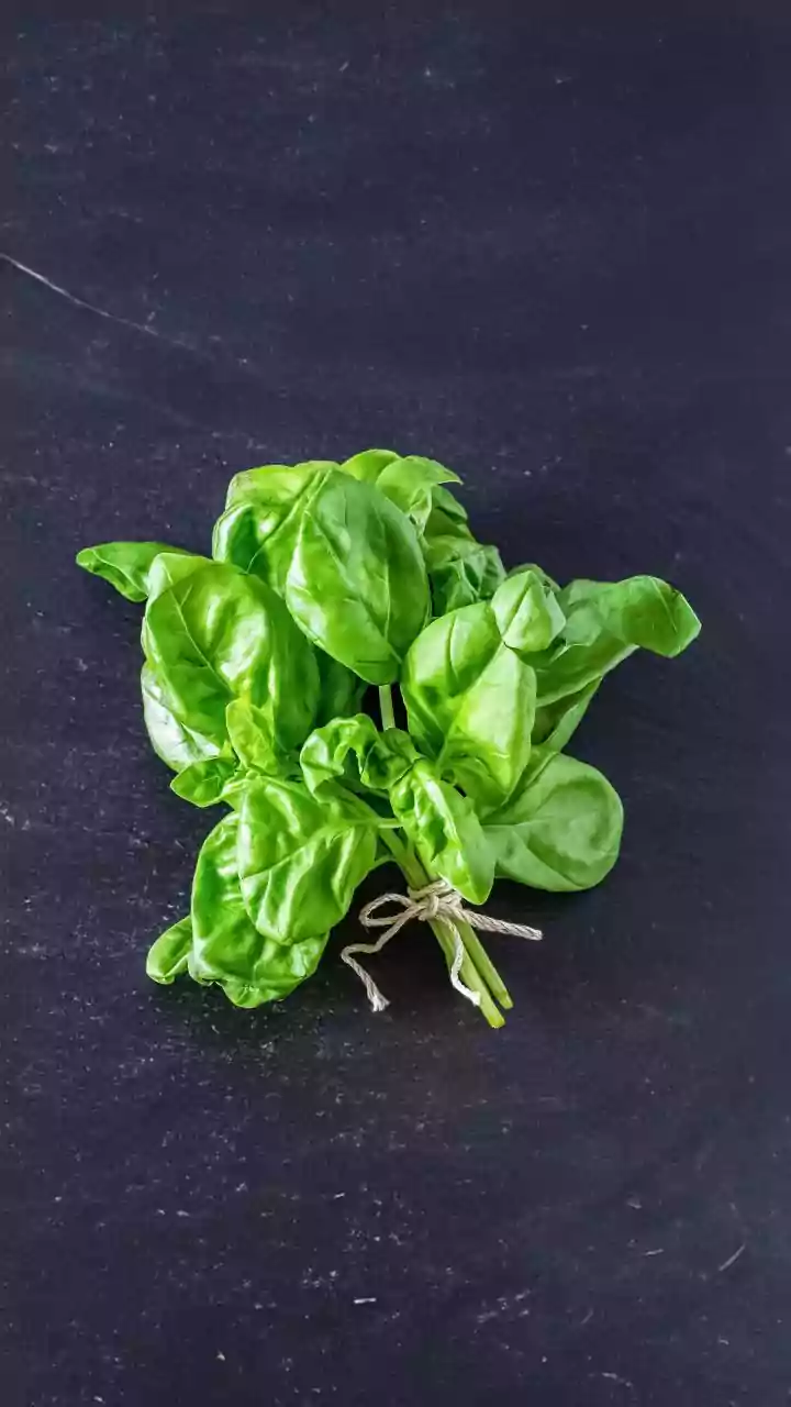 How To Maintain Fresh Basil, Mint, And Lemongrass During Rainy Seasons