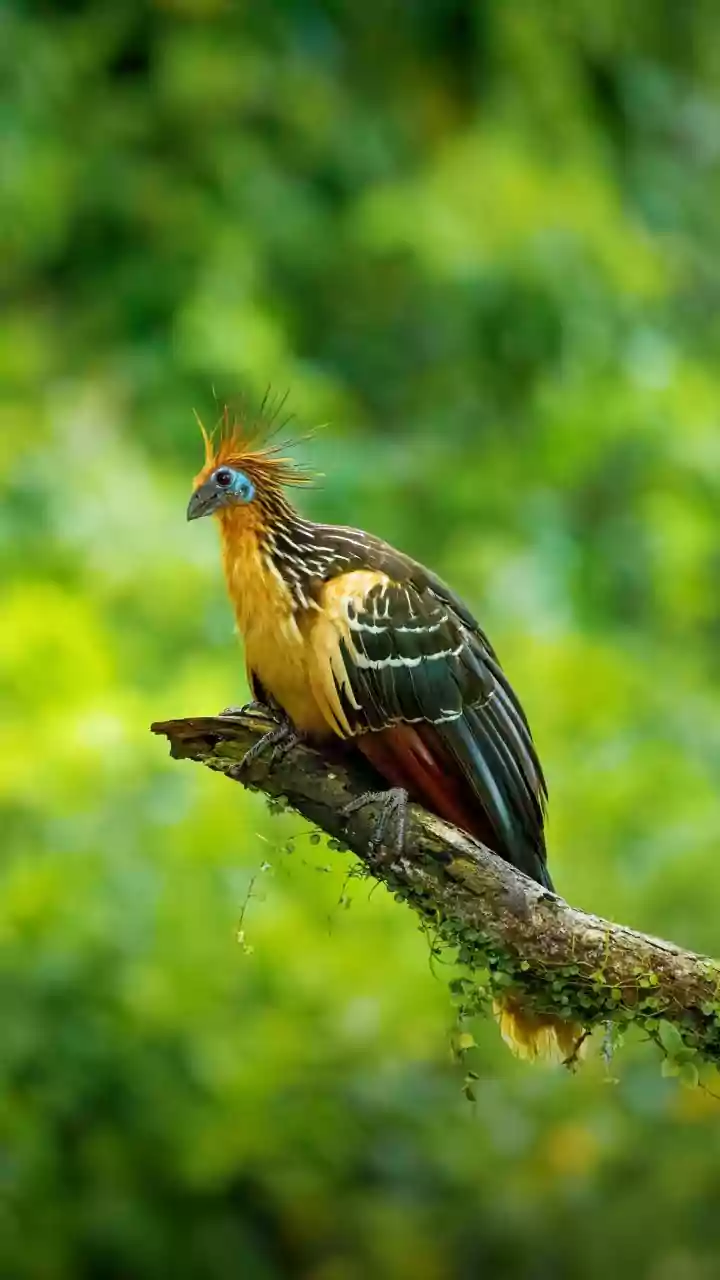 The New South Andaman Birding Trail Gives Rain Readiness More Weight in the Decision