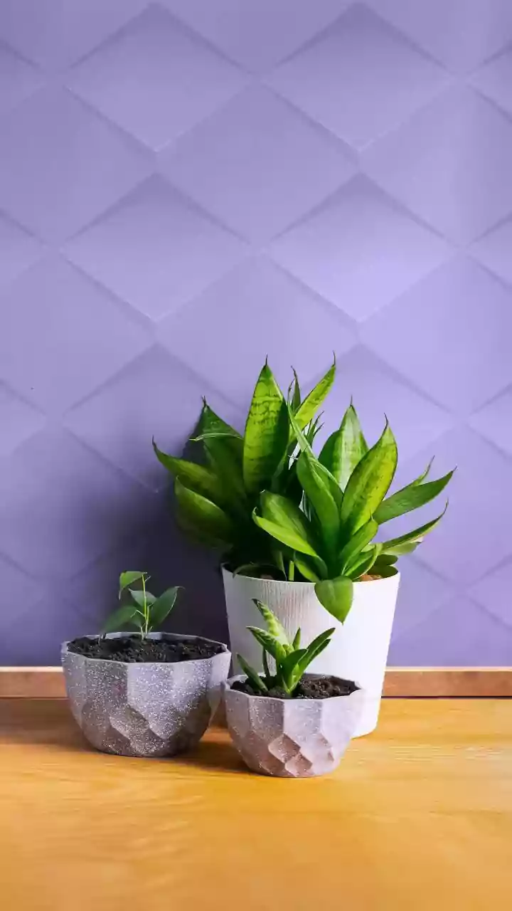 11 Thriving Houseplant Trends for Your Home in India