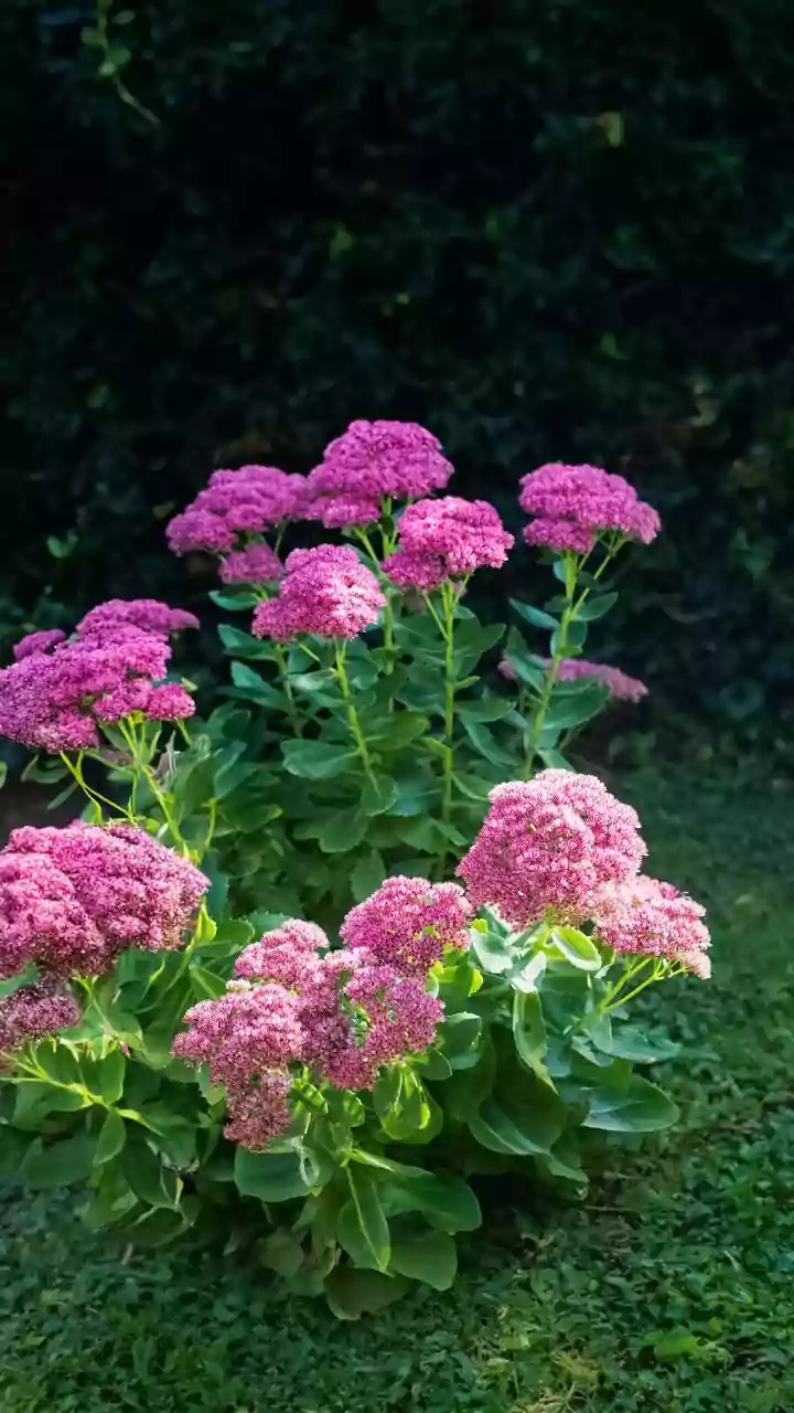 Uninterrupted Summer Blooms: Your Guide to 19 Gorgeous Perennials