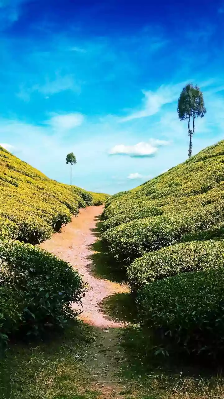 Assam's Rich Biodiversity Looks Even More Stunning In The Rain