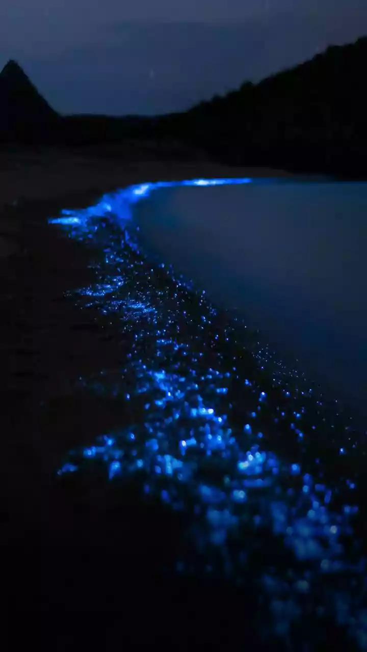 The Only Place In India Where Water Glows Under Night Sky: How To Reach, Travel Cost, Route, Hotels Available