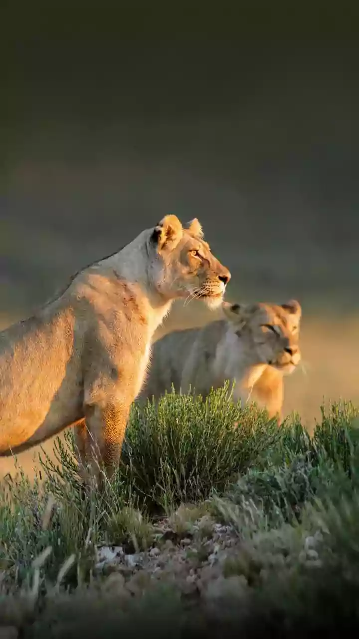 Barda Sanctuary Asiatic Lions: Why a New Lion Habitat Needs Active Protection