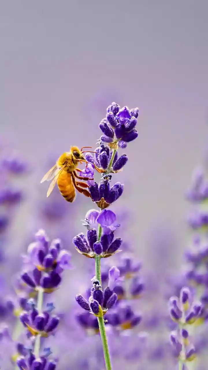 Could honeybees help us communicate with aliens in the future?