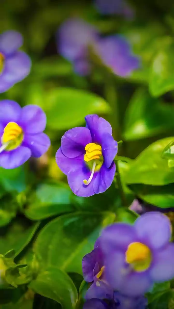 A Neelakurinji Photograph Is Legal; Taking the Flower Is Not