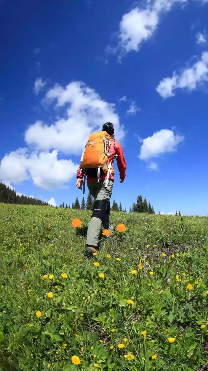 Hiking In Austria Provides Alpine Flower Meadows You Will Love