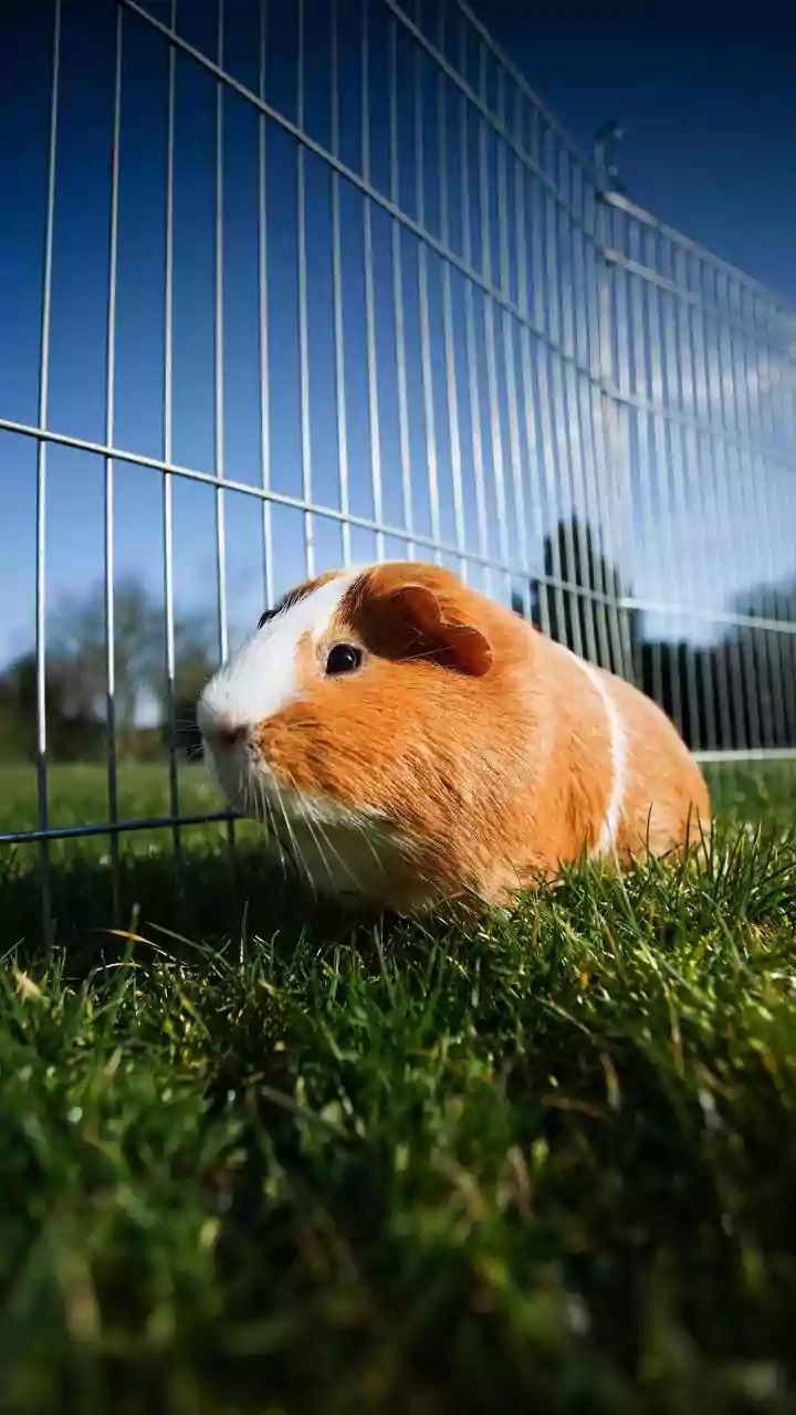 How Urban Farming Taught Pets To Explore Natural Textures Safely