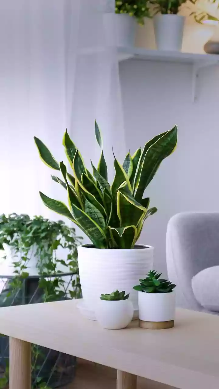 Plantas ajudam a diminuir o barulho dentro de casa? Veja 5 opções