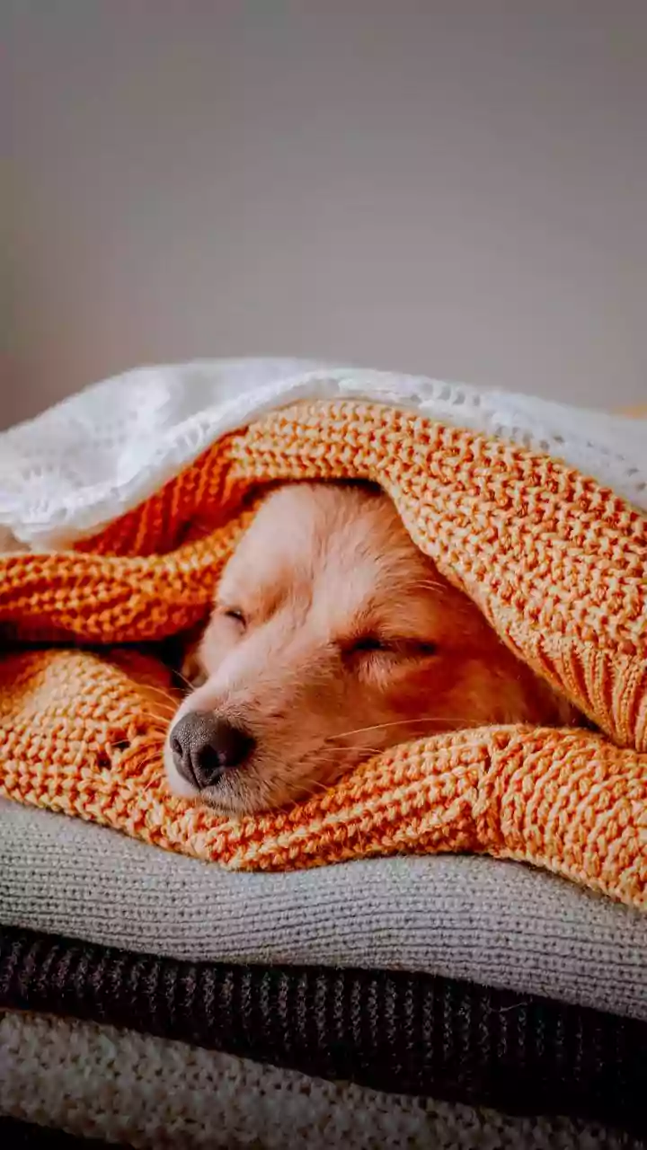 Cold air triggers adorable blanket-burrito pet challenge