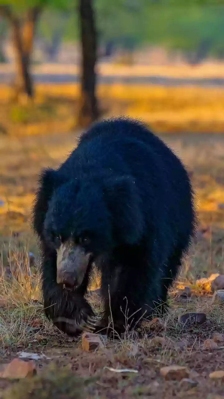 Uttarakhand: Villagers in Pithoragarh terrified over frequent bear sightings