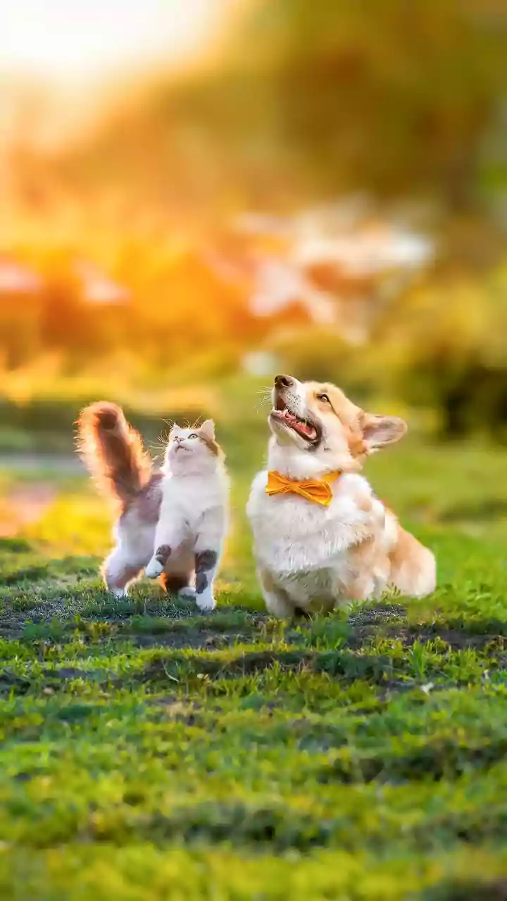 Plan your pet’s perfect summer! Learn how to keep them safe from heatstroke outdoors.