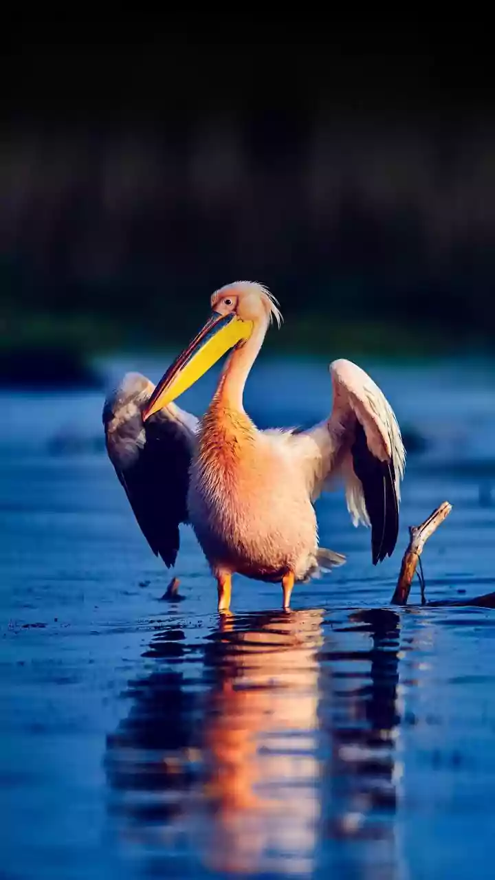 Londres celebra nascimento inédito de pelicanos após 360 anos