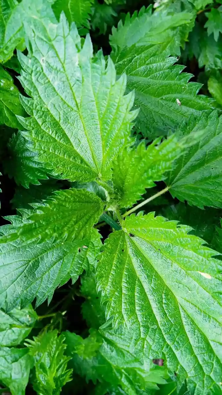 Chinese Money Plant Leaves Show Mathematical Order Without A Brain With Follow A Natural Voronoi-Like Pattern
