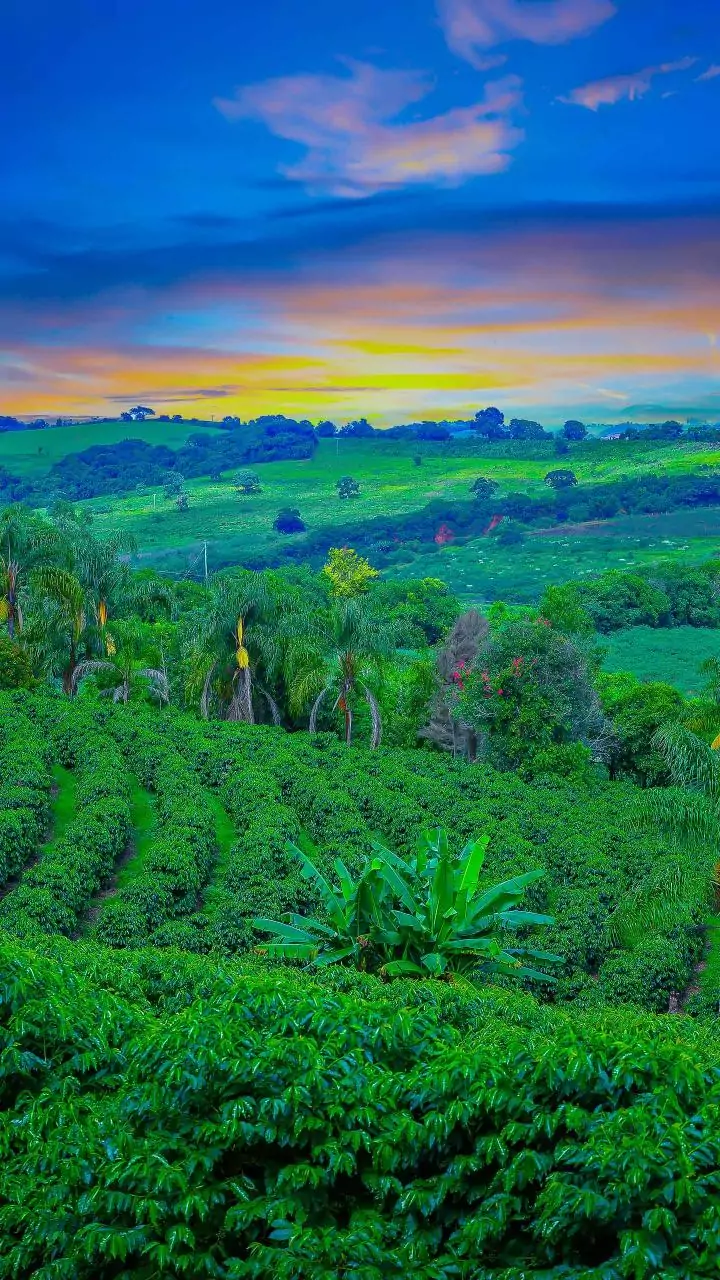 Coffee, Rain And Silence Define Coorg Getaways