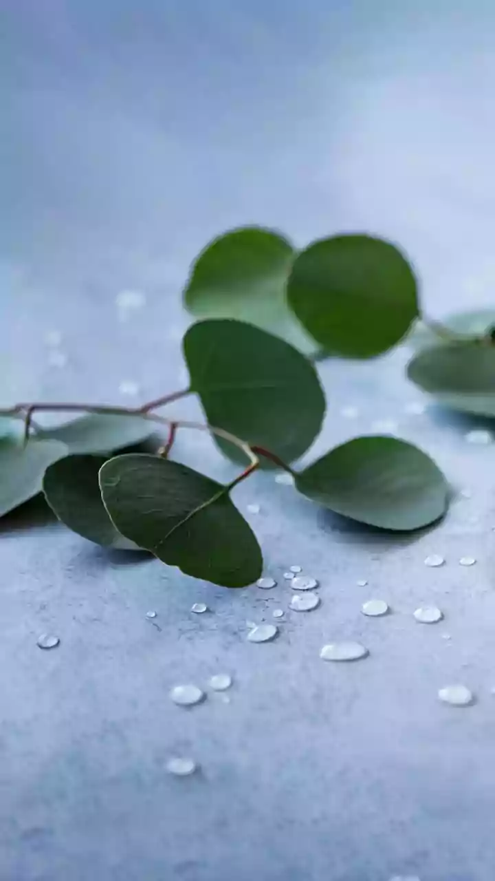Apartment Dwellers Are Choosing These Rain-Friendly Plants For Hassle-Free Greenery