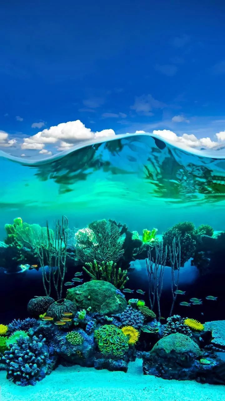 Queensland Combines Reef, Rainforest and Coast for Indian Travellers