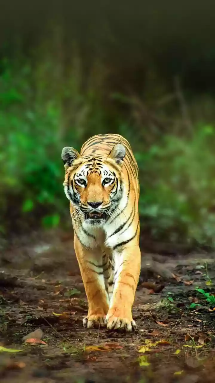 The Details Around Ranthambore's New Booking-Season Surge Lead Back To Flexible Safari Dates