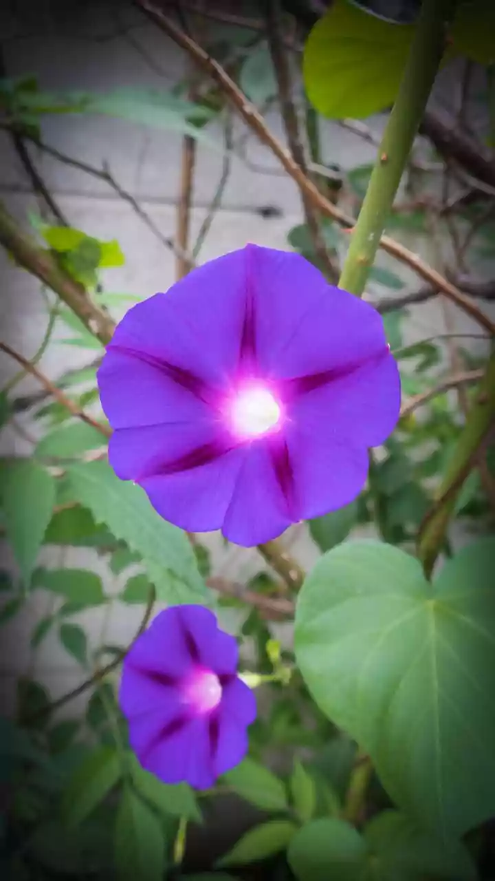 Unlocking Heart Health: Morning Habits to Watch Out For