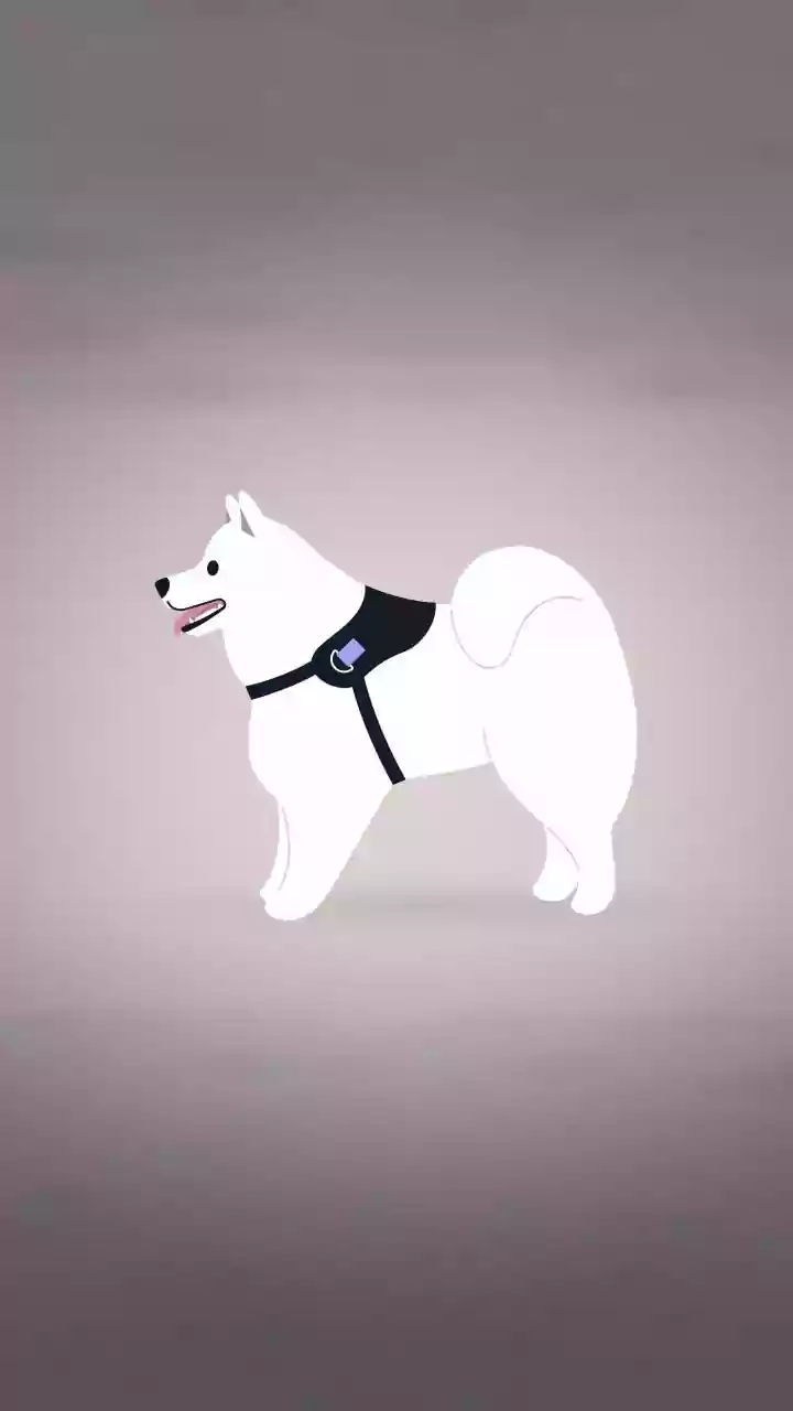 How readers can use digital IDs to support lost-pet recovery with Pet Registration Beyond Dogs