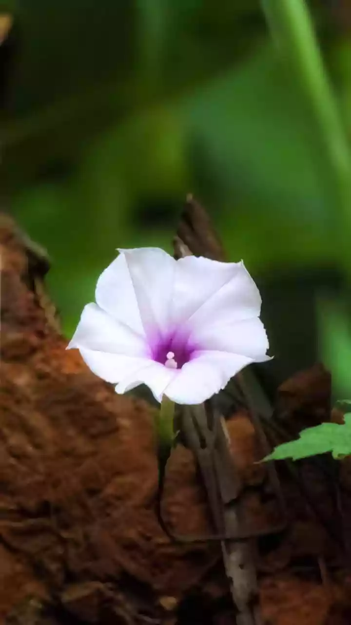 Why One Purple Flower Carries a Serious Fine in the Nilgiris