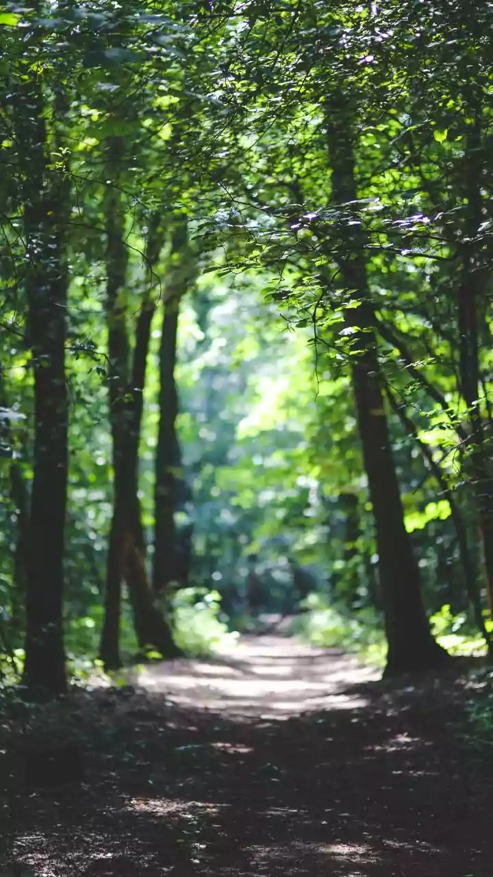Forest Bathing: Unwind Your Mind & De-Stress in Nature's Embrace