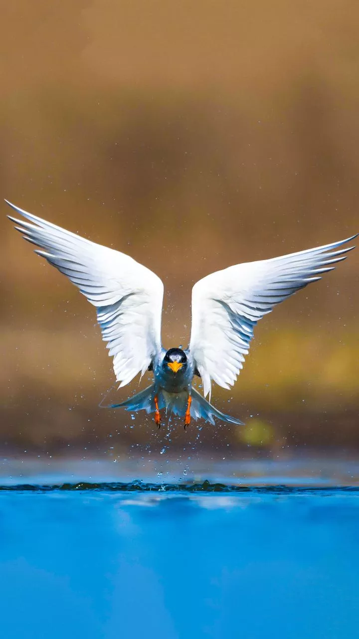 Rare migratory bird sighted in Jharkhand's Sahibganj bird sanctuary