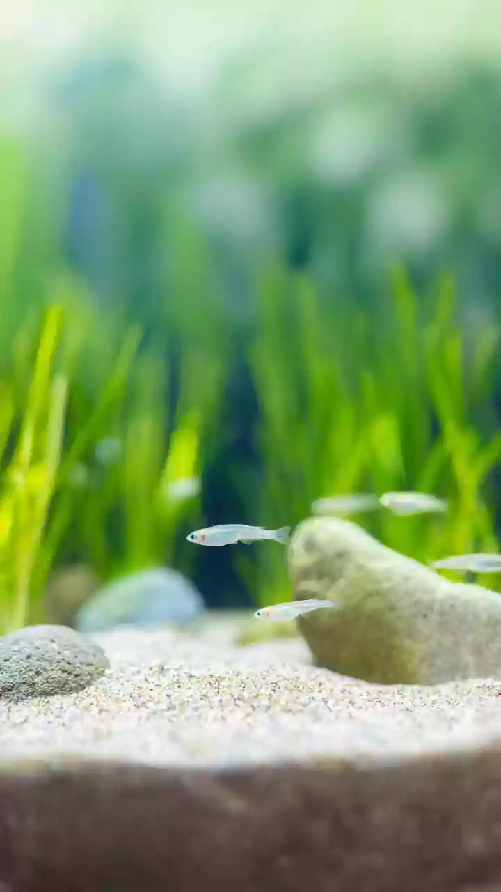7 Plants for a Thriving Aquarium Ecosystem