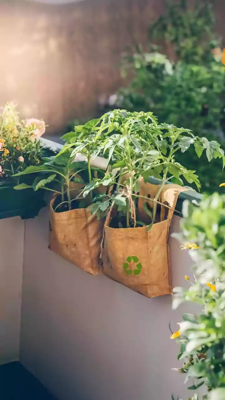 How to protect your balcony plants from winter winds