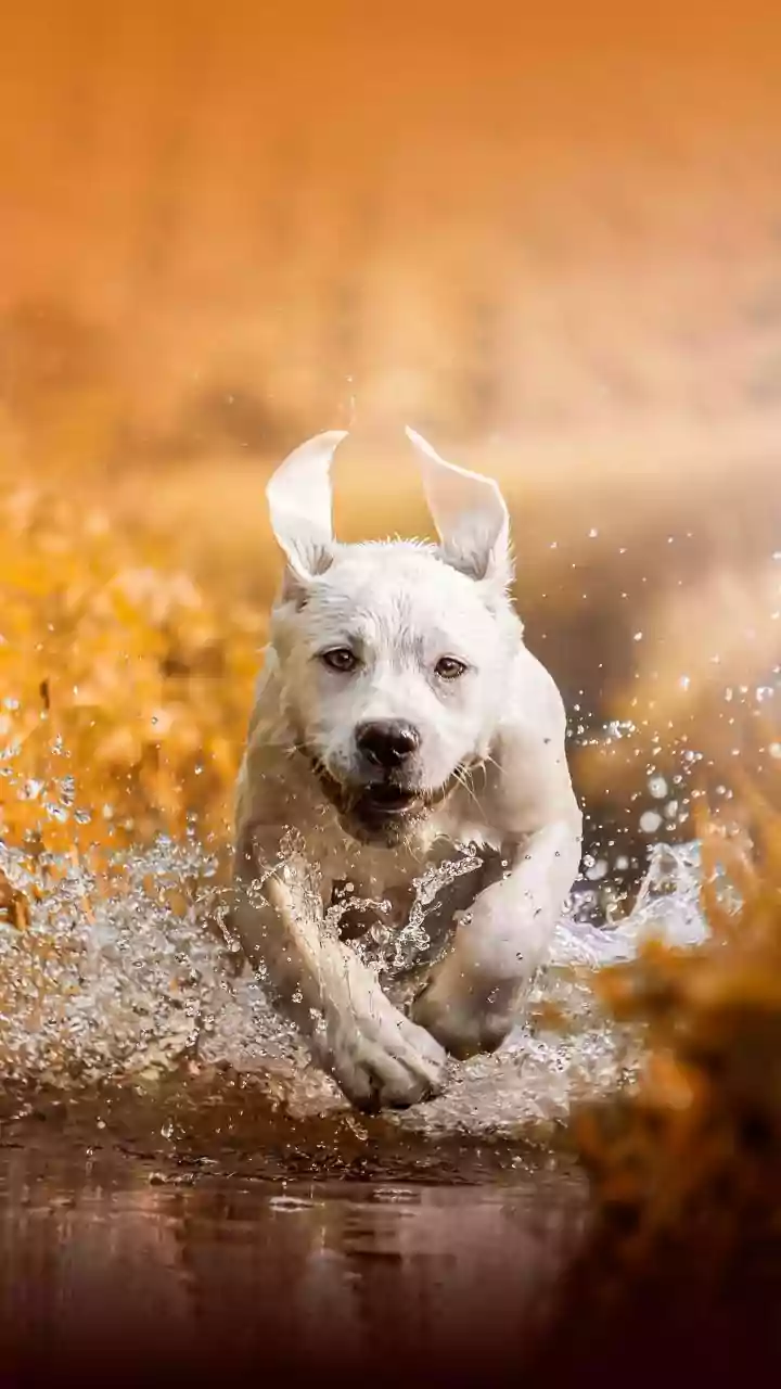 Indian Pet Facilities Upgrade Infrastructure Installing Exclusive Dog Splash Zones