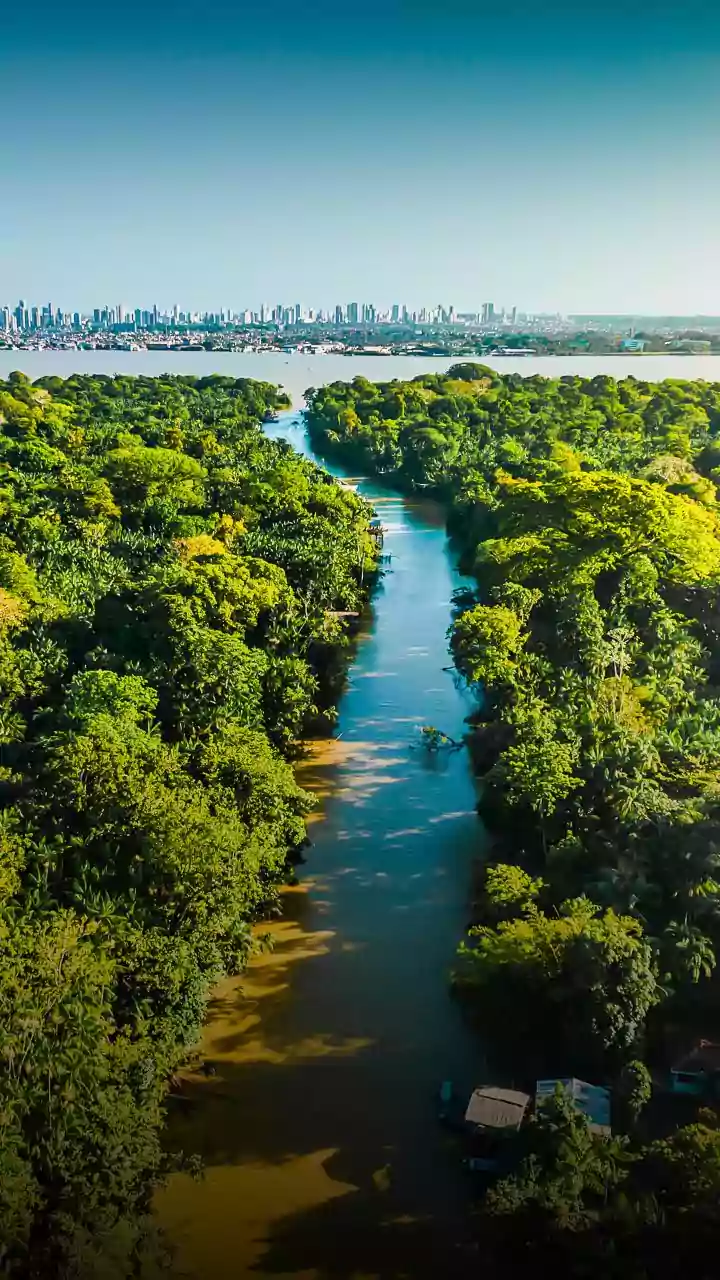 Ilha do Combu é imersão na floresta para quem visita Belém