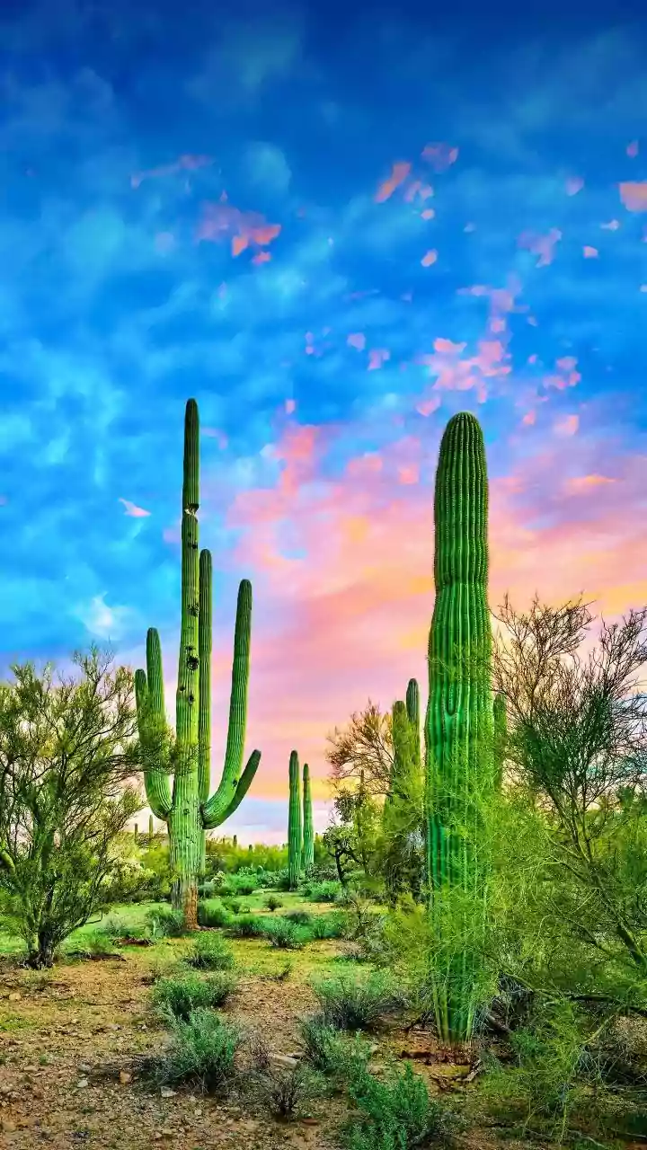 Love Finds A Scenic Monsoon Backdrop