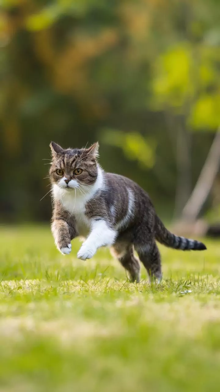 Sunny mornings turn streets into cat reflection arenas
