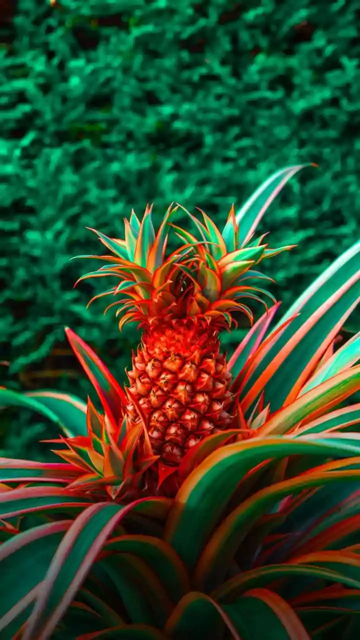 Ornamental Pineapples Bring Island Energy Home