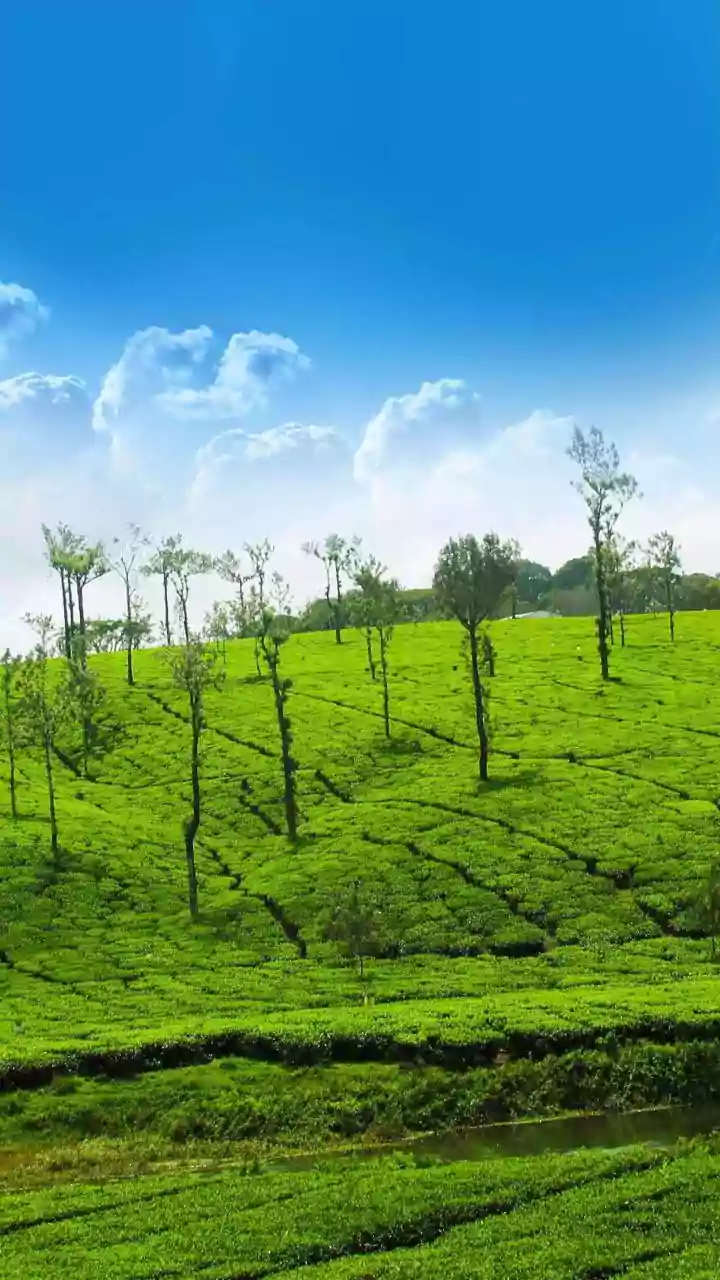 Assam's Landscapes Offer Calm, Green Escapes This Travel Season