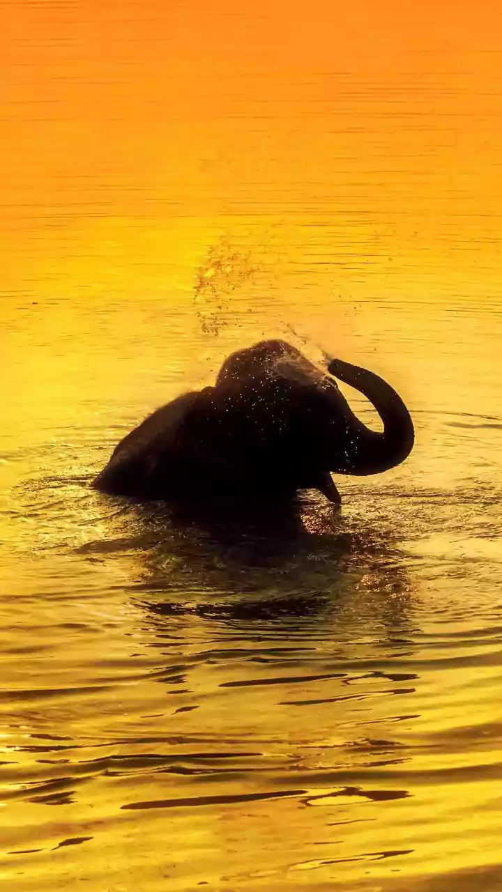 Konni Camp Elephants Beat the Heat with Refreshing Shower Baths and Hydrating Diets