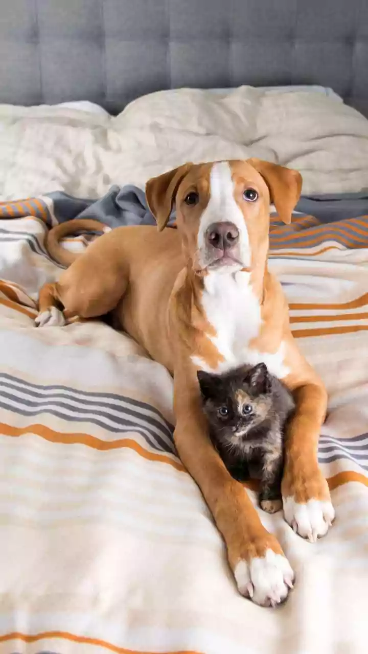 How To Manage Multi-Pet Dynamics Safely When Introducing New Kittens To Senior Canines