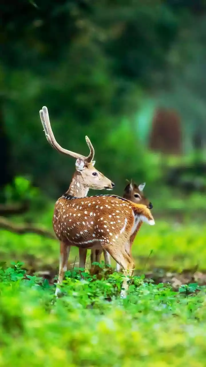 Wildlife Sanctuaries In India To Visit This Monsoon: Curated Nature Escapes For 2026 Travellers