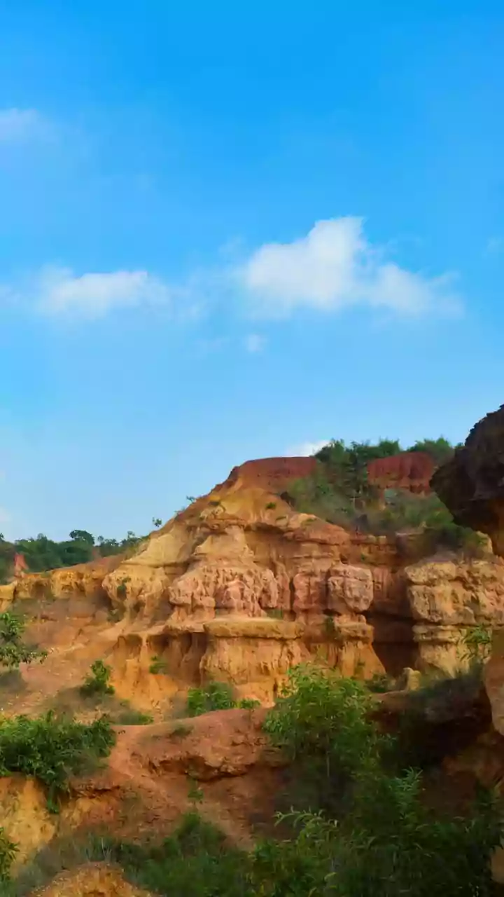 Unveiling India's Endangered Wild Dogs: 5 National Parks to Explore