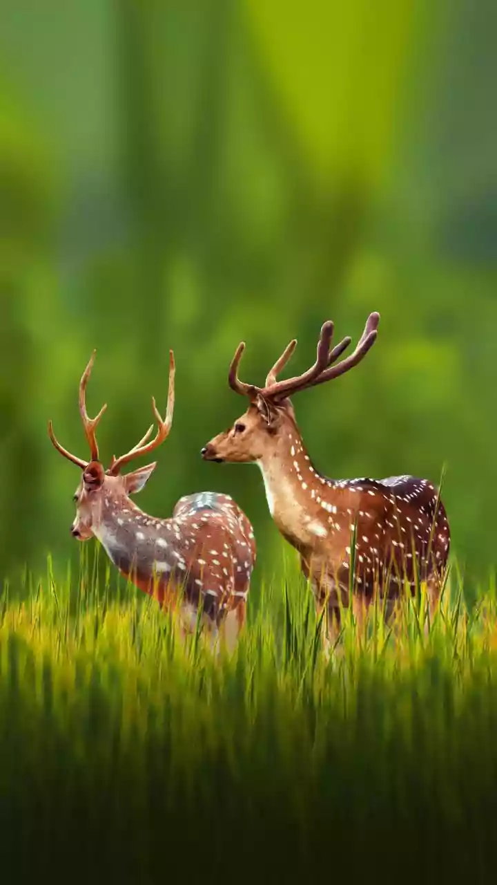 How to Read Unexpected Animals Helping Forests Regenerate Through the 186-Species Seed-Dispersal Study