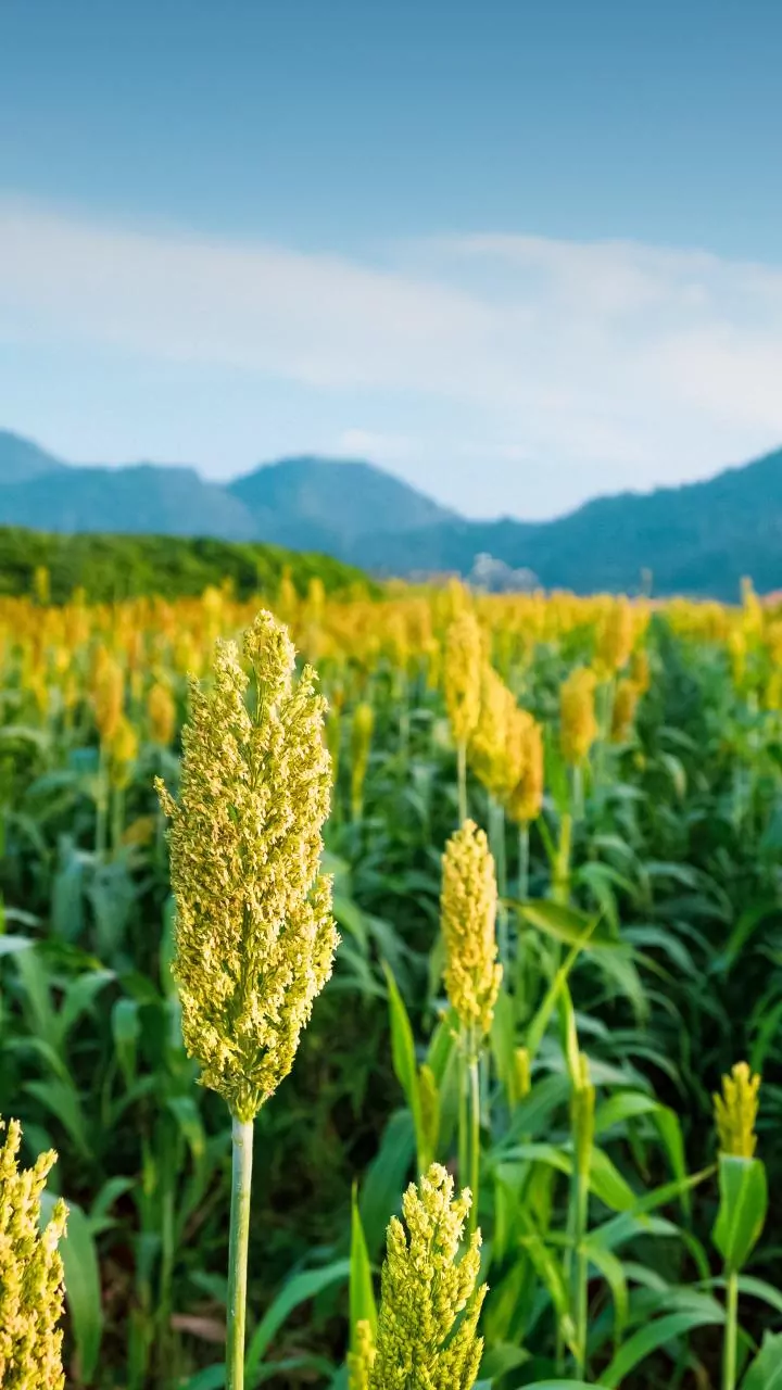 An MPKV-BARC Climate-Resilience Programme: What It Means for Farmers and Food Readers