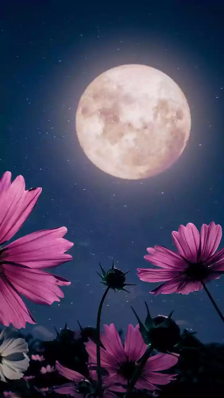 Flower Moon night—clear skies could give a perfect view.