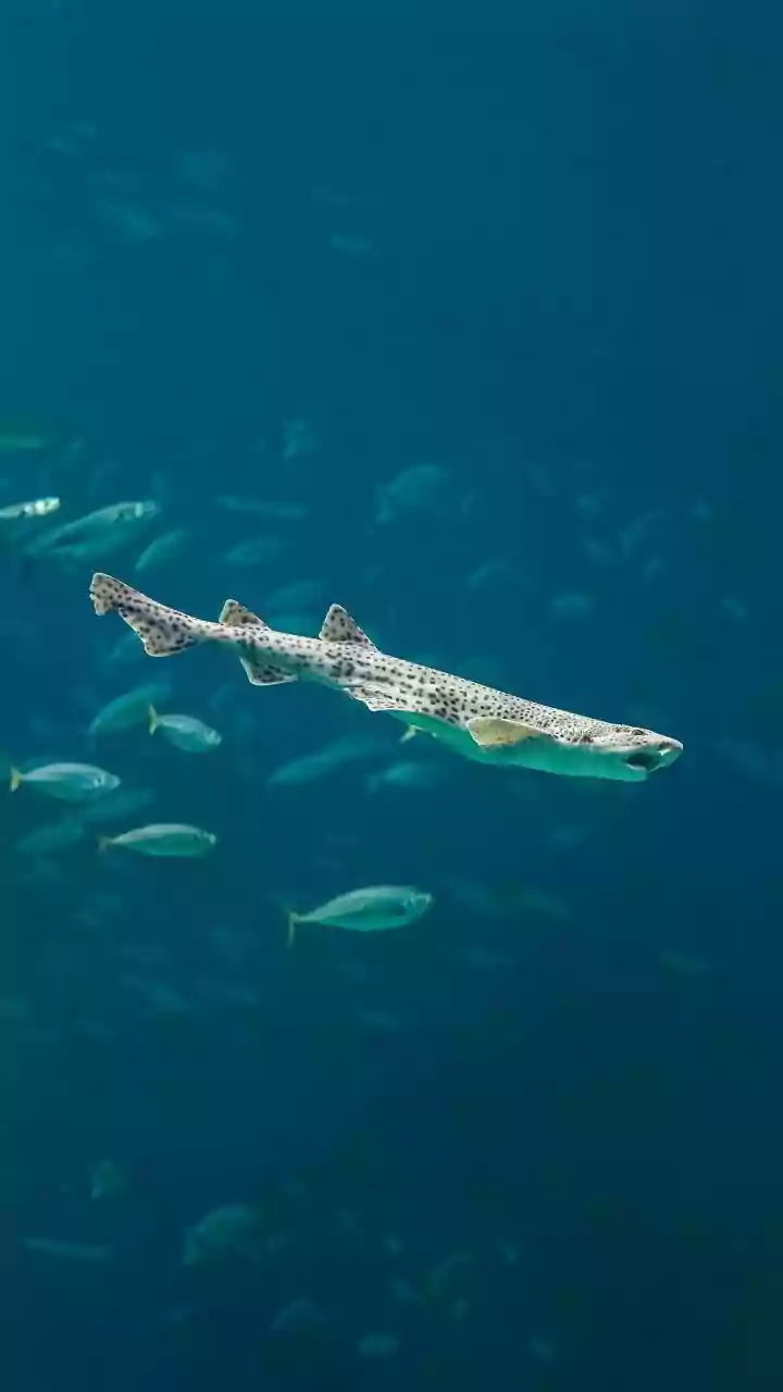 Greenland Shark's Heart: A Centuries-Long Secret to Longevity Unveiled