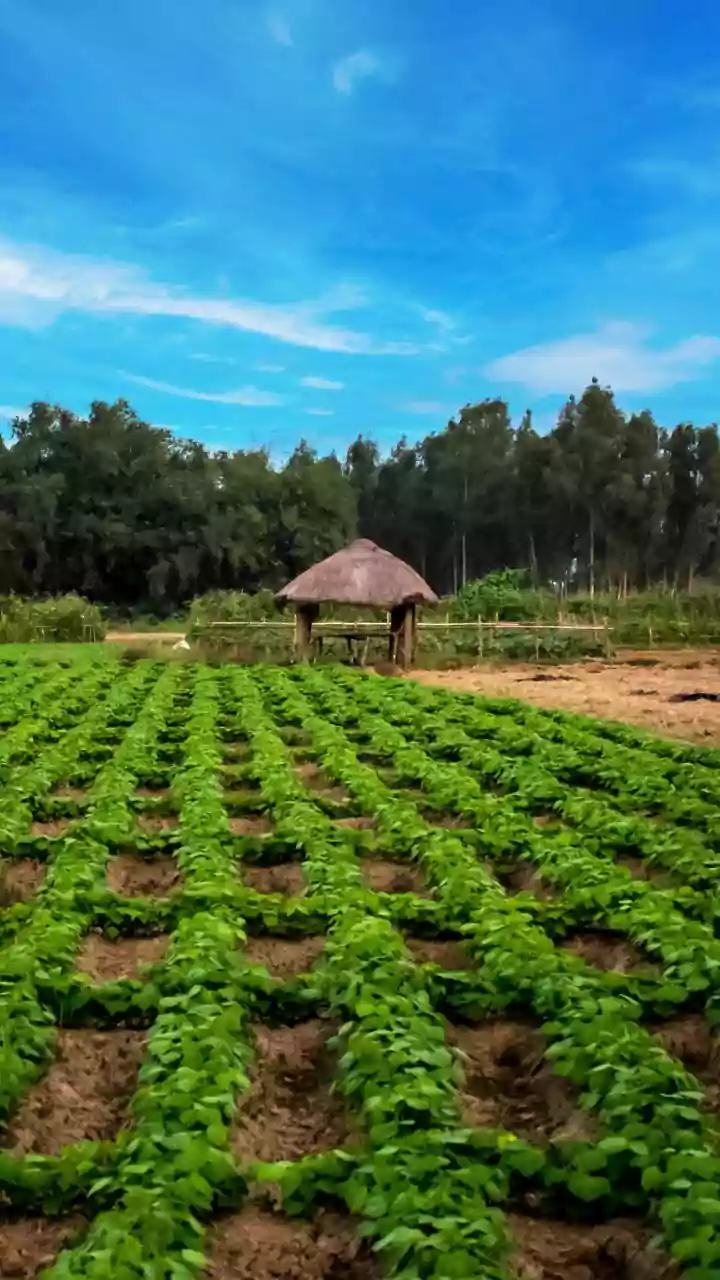 Odisha to set up farmer skill and agri-incubation centre