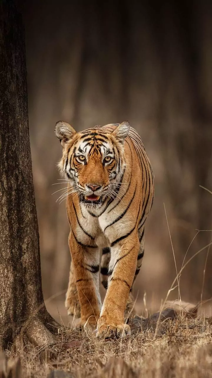 Two tigers found dead in MP’s Shahdol district