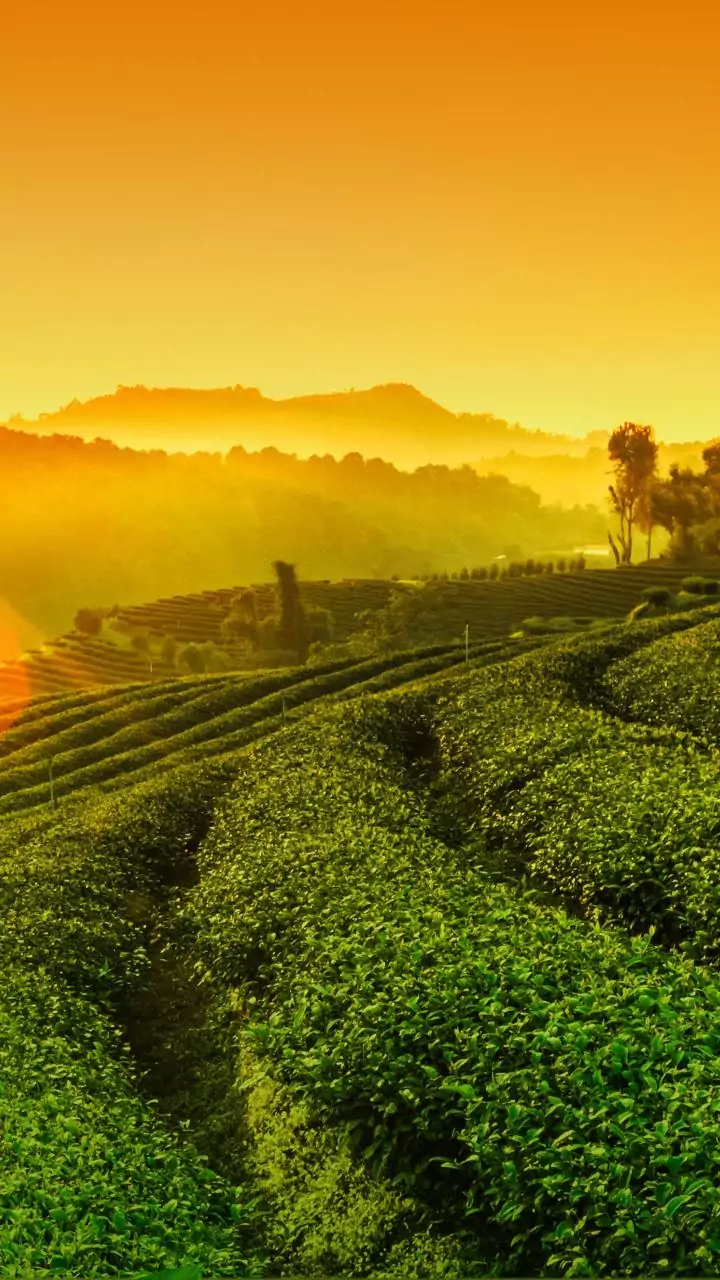 Darjeeling Is The Soft June Escape Travellers Want