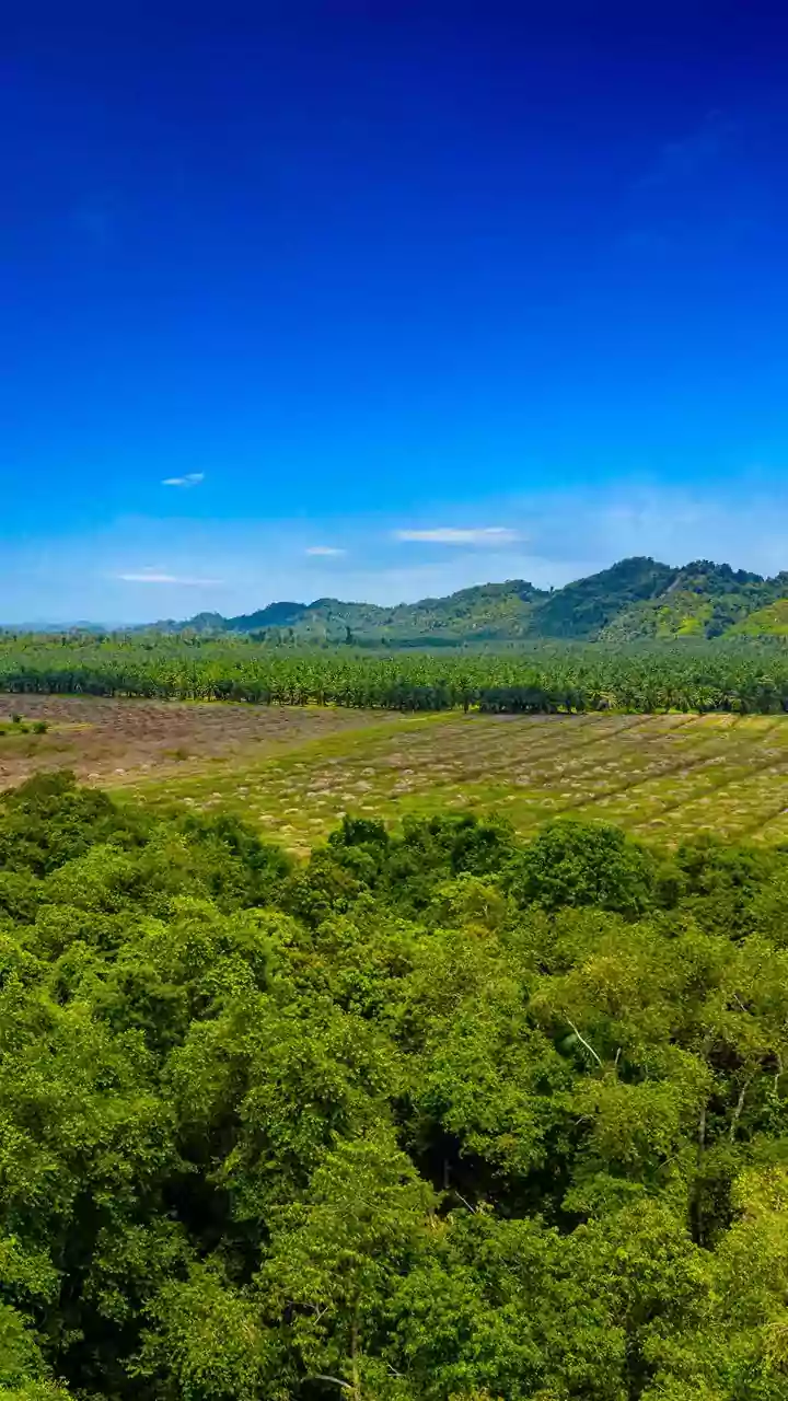 Mizoram has 50,000 hectare of land suitable for rubber plantations: CM