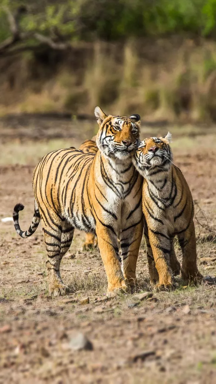 Jharkhand to Launch First Tiger Safari