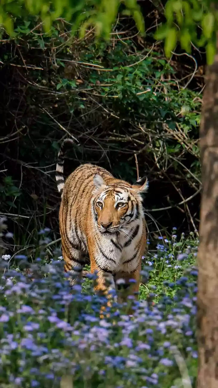 Tadoba, Pench and Tipeshwar Feature in IRCTC's Wildlife Programme